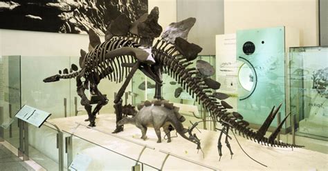 Stegosaurus Fossil Skeleton