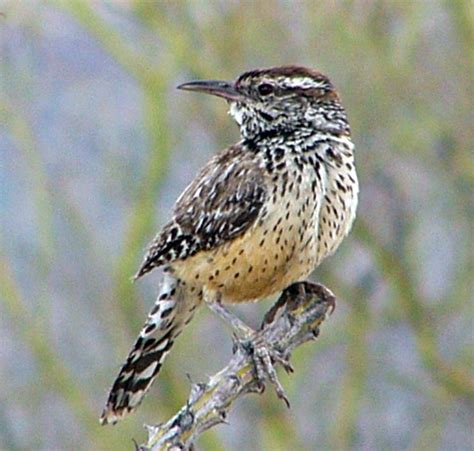 Arizona State Bird: Cactus Wren | Cactus wren, Backyard birds sanctuary, Most beautiful birds