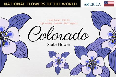 Colorado State Flower Graphic by Hanatist Studio · Creative Fabrica