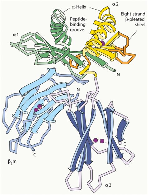 Human Leukocyte Antigens: The missing link in Alzheimer’s disease etiology - Research Outreach