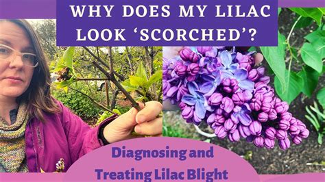 Why Does My Lilac Look Scorched? Diagnosing and Treating Lilac Blight ...