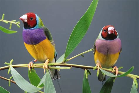 Gouldian Finch Lifespan, Food & Health Care Guide - CuteParrot