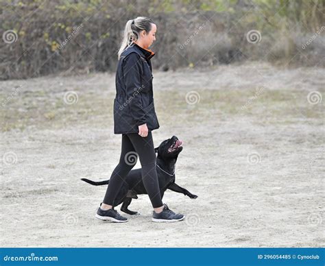 Staffordshire Bull Terrier Training Stock Image - Image of outdoor, discipline: 296054485