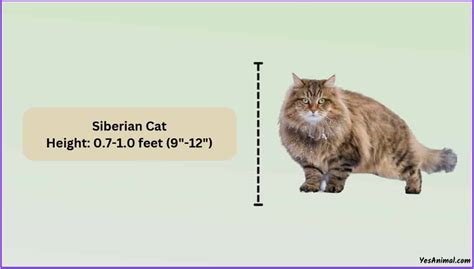 Siberian Cat Size: How Do They Compared With Other Breeds?