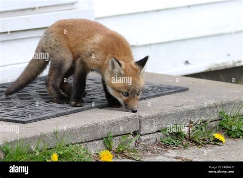 Red fox cubs playing Stock Photo - Alamy