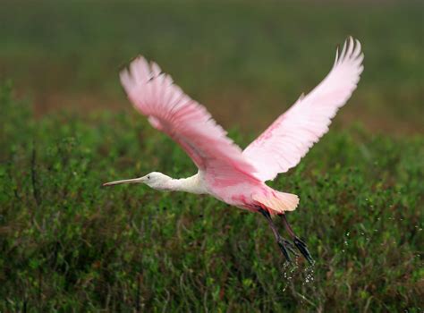 GALVESTON.COM: Galveston Island State Park - Galveston, TX