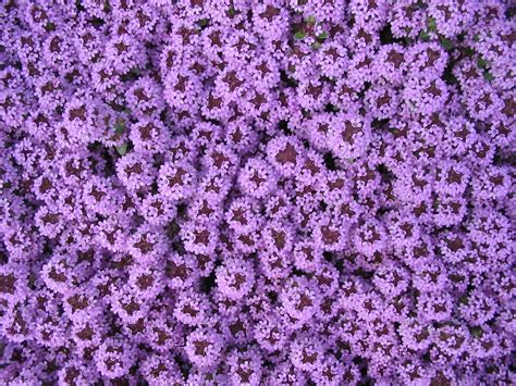 Free Images : blossom, flower, purple, bloom, spring, herb, blue, flora, background, violet ...
