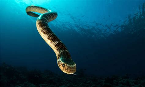 Discover the Most Venomous Sea Snake in the World