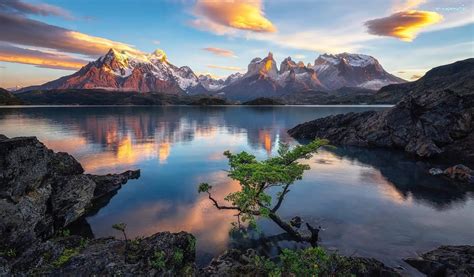 Jezioro Pehoe, Góry Cordillera del Paine, Drzewo, Park Narodowy Torres ...