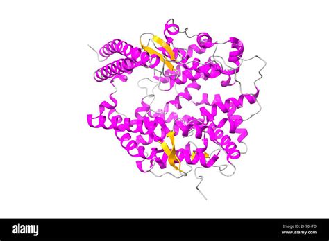 Structure of human angiotensin converting enzyme 2 (ACE2). 3D cartoon ...