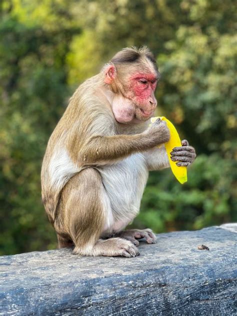 Monkey Holding a Banana · Free Stock Photo