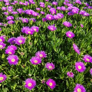 Pigface - Garden Express - Australia's Largest Online Nursery