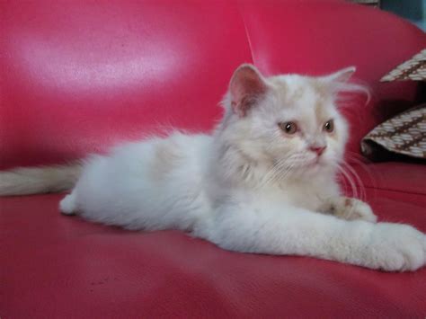 1Day1Dream: Pengin Membeli Kucing Persia Jantan (9) ~ Catatan Rose