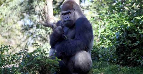 Silverback Gorilla Behavior - AnimalBehaviorCorner