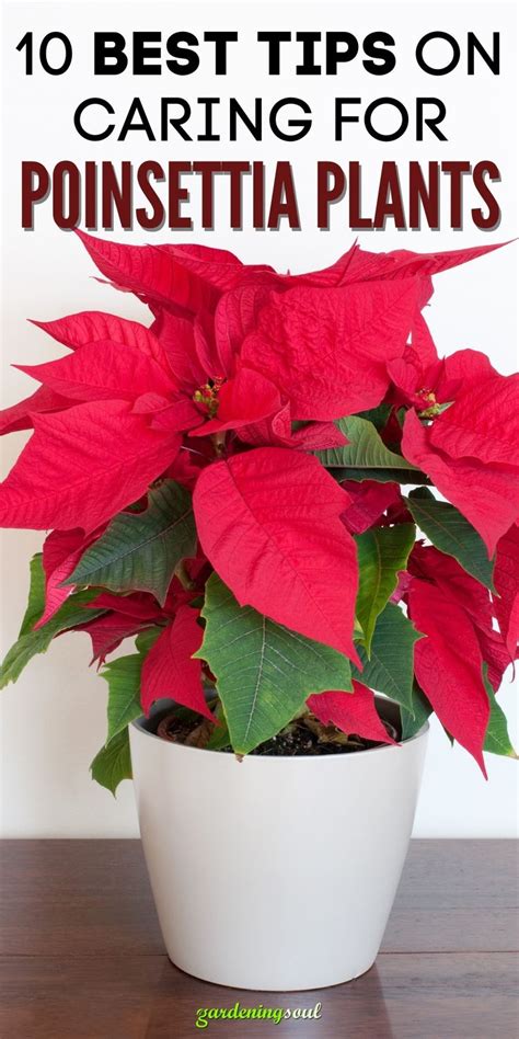 10 Best Tips on Caring For Poinsettia Plants in 2021 | Poinsettia plant, Plants, Poinsettia care