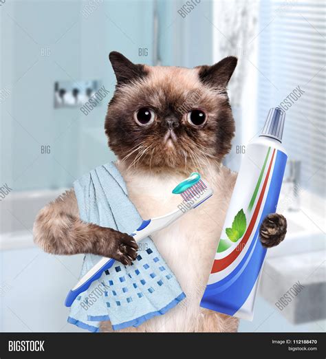 Brushing Teeth Cat Image & Photo (Free Trial) | Bigstock