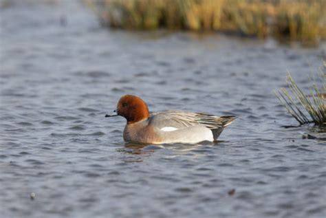 3,400+ Wigeon Duck Photos Stock Photos, Pictures & Royalty-Free Images ...