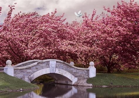 HD wallpaper: bridge, cherry, blossom, river, 5k, 4k, Japan, dove ...