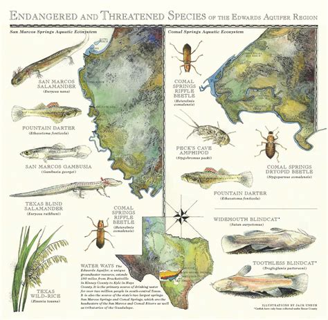 Map of threatened and endangered species of the Edwards Aquifer. | Aquatic ecosystem, Species ...