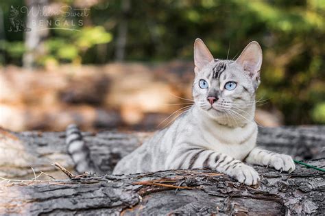 Snow & White Bengal Cats for Sale | Wild & Sweet Bengals