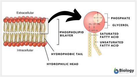 Plasma membrane - Definition and Examples - Biology Online Dictionary