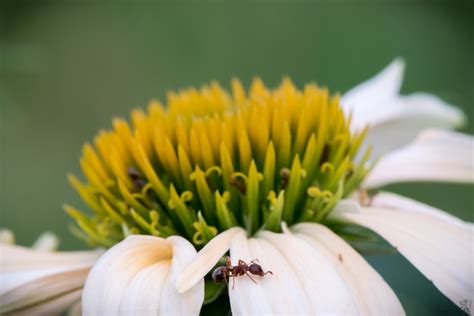 Macro Photography & Using the Micro-Nikkor 105mm — Alexander Julian ...