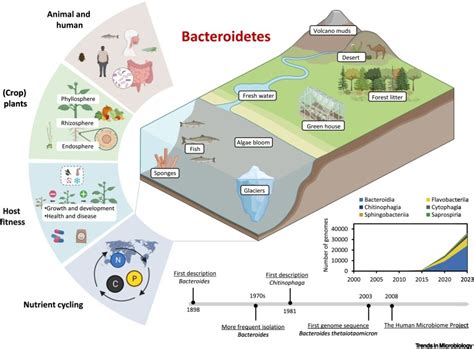 Importance of Bacteroidetes in host–microbe interactions and ecosystem ...