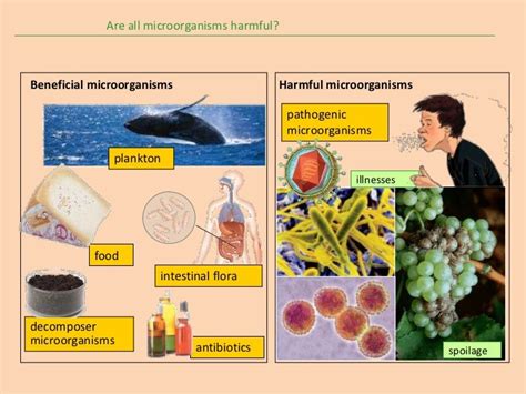 Are microorganisms harmful