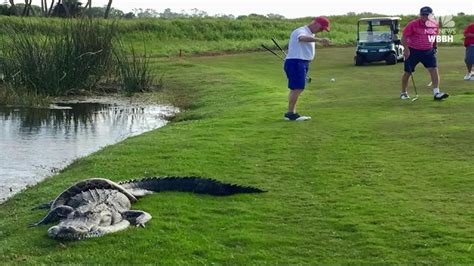 Gator and python battle it out on Florida golf course | wthr.com