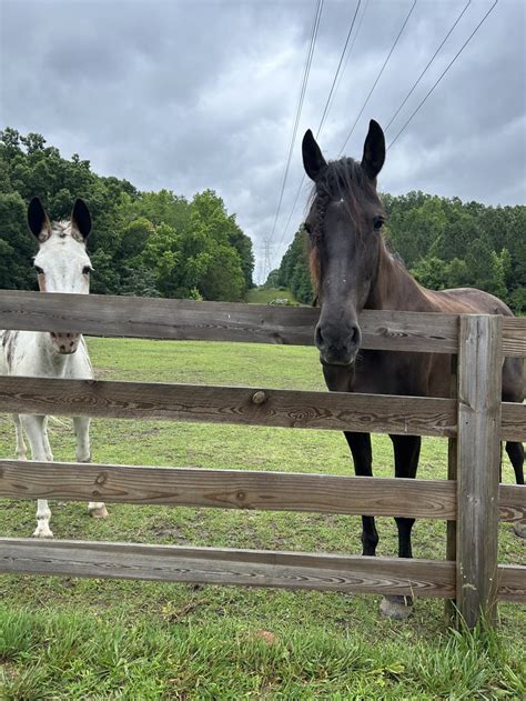 Pritchett Pastures - Hipcamp in Forest Oaks, North Carolina