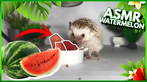 HEDGEHOG EATING WATERMELON ASMR (eating sounds) - YouTube