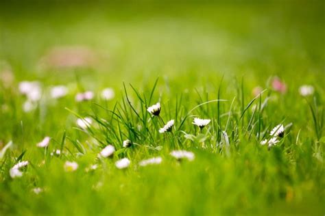 12 Beautiful Green Grass Field HD Wallpapers | Grass wallpaper, Green ...