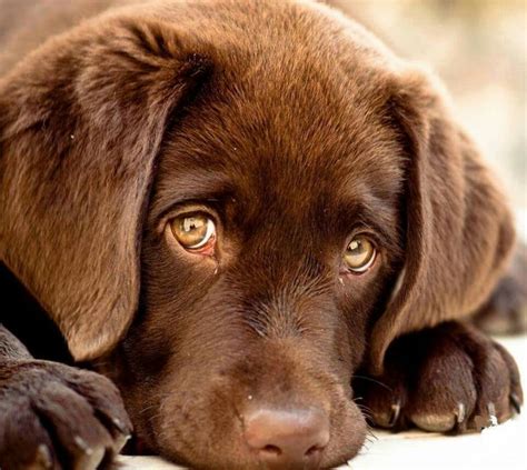 Best 25+ Chocolate lab puppies ideas on Pinterest | Lab puppies, Chocolate labrador funny and ...