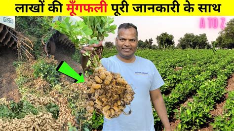 मूँगफली की खेती कब और कैसे की जाती है Peanut Farming in India ...