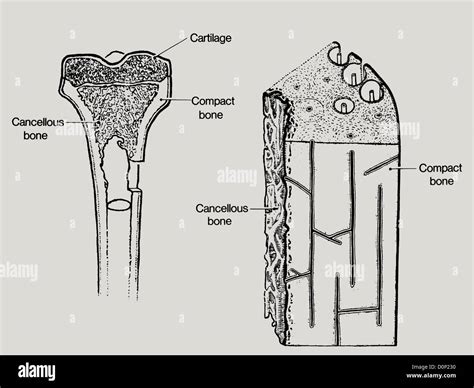 A line drawing showing the structure in bone, including cancellous or spongy bone Stock Photo ...