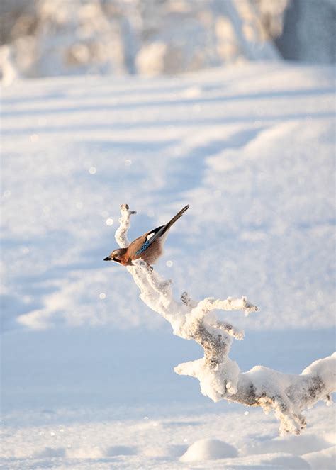 Wildlife in Finland :: Behance