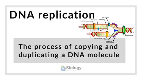 DNA replication - Definition and Examples - Biology Online Dictionary