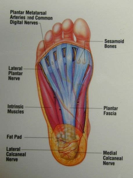 Diagram Showing Parts Of The Foot | Human anatomy picture, Anatomy, Foot anatomy