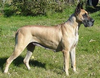 Discover All About Great Dane Training & Breed Information | Great Dane Puppies