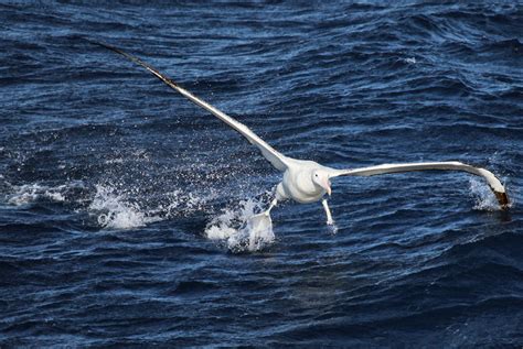 Wandering Alabatross - Antarctica birds fact file