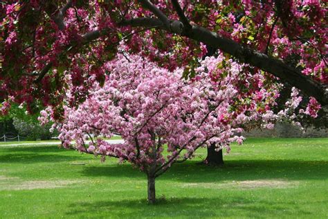 Crabapple Transplanting - How And When To Transplant Crabapple Trees