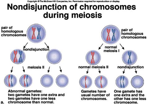 meiosis Flashcards | Quizlet