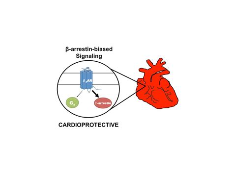 New pathway to treat heart failure | EurekAlert!