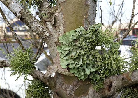 Unusual lichen do not damage plant hosts | Mississippi State University Extension Service