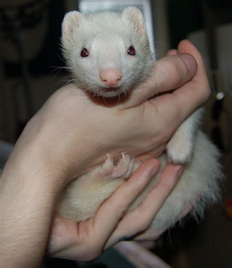 Albino ferret by Okimim on DeviantArt