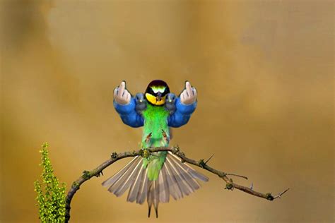 A bird flipping two birds while carrying two birds : birdswitharms