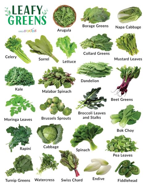 Types of Leafy Green Vegetables - List With Pictures