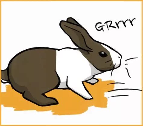 15 rabbit sounds and what they mean with examples – Artofit