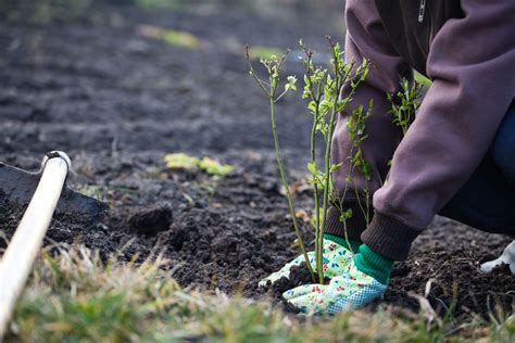 Planting blueberries: when, where & how - Plantura