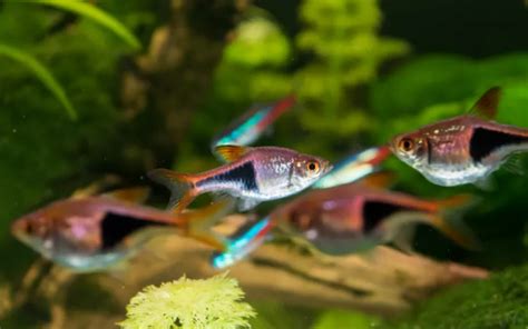 25 Best Harlequin Rasbora Tank Mates - AquariumNexus